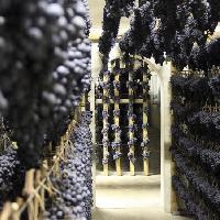 In mostra la “Vernaccia Nera” – 11-18 nov Serrapetrona (MC)