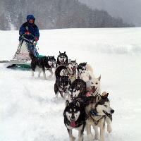 Brescia - Ponte di Legno - Sleddog